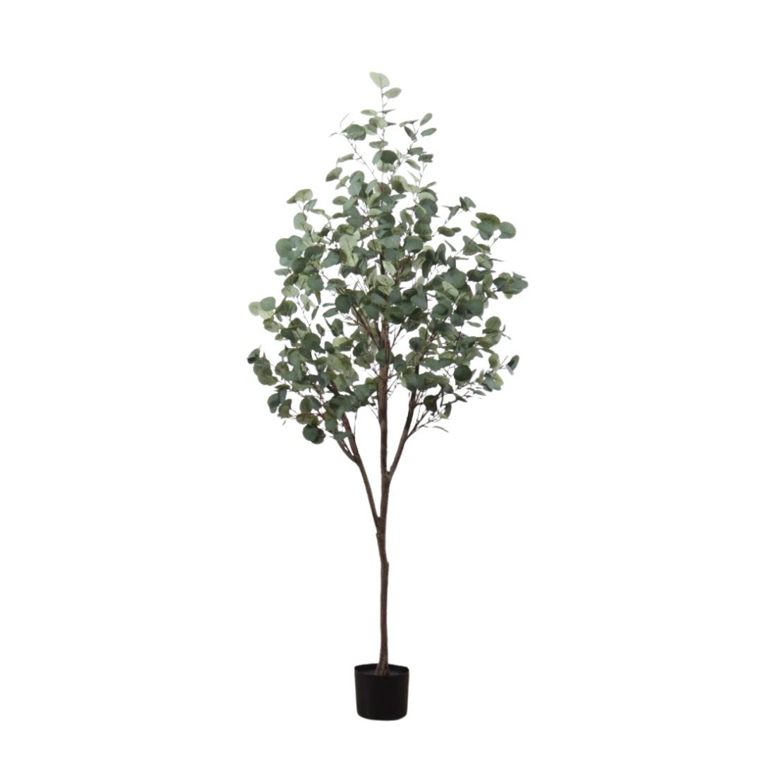 EUCALYPTUS PLANT