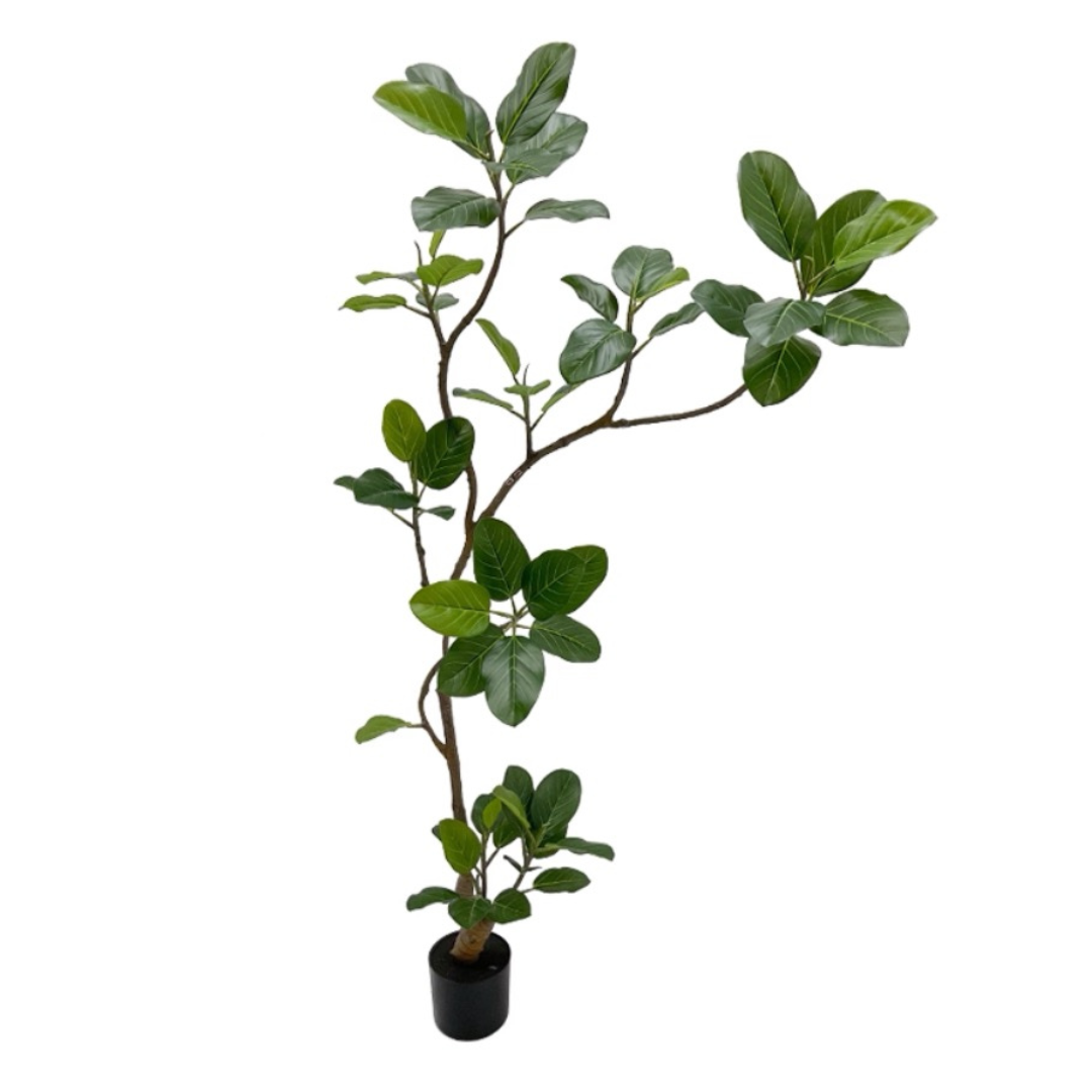 FICUS BENGHALENSIS TREE