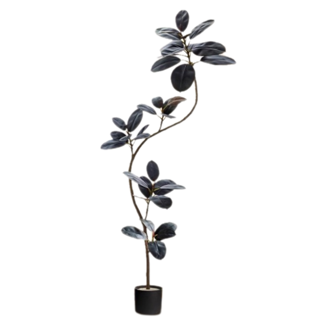 RUBBER FIG TREE
