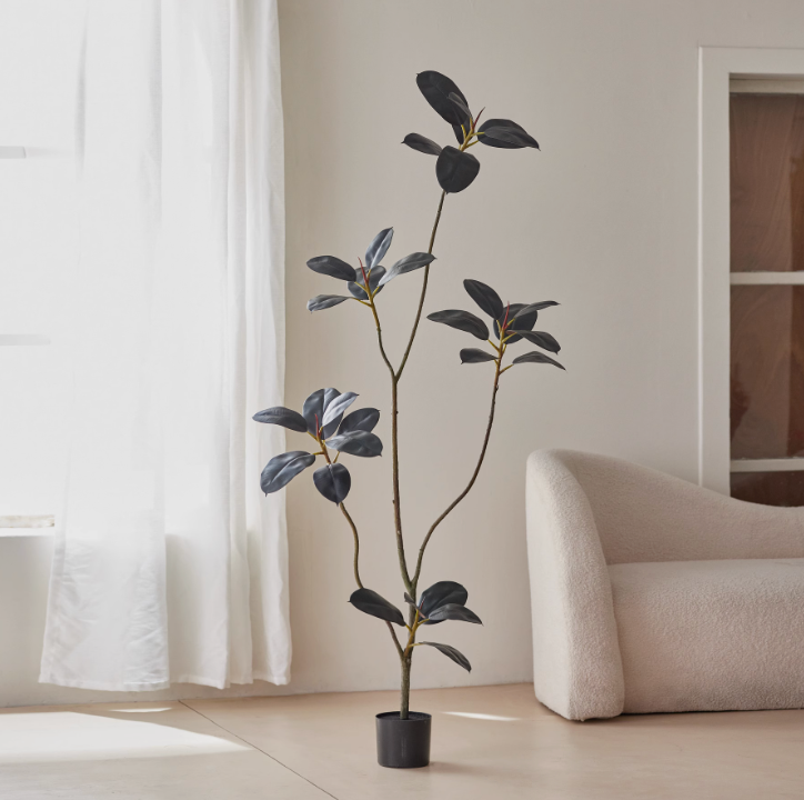 RUBBER FIG TREE - Home Elements