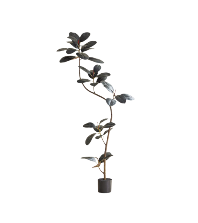 RUBBER FIG TREE - Home Elements