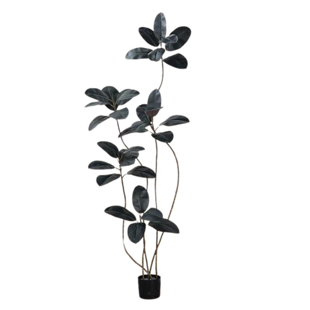 RUBBER FIG TREE
