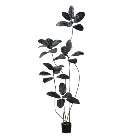 RUBBER FIG TREE